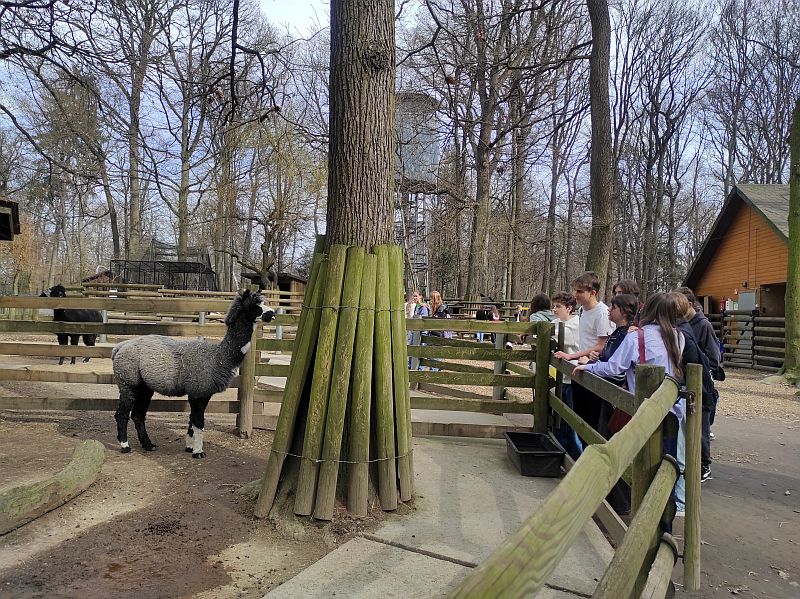 Lekcja w ogrodzie zoologicznym kl. 8b - 2025 - zdjęcie 9